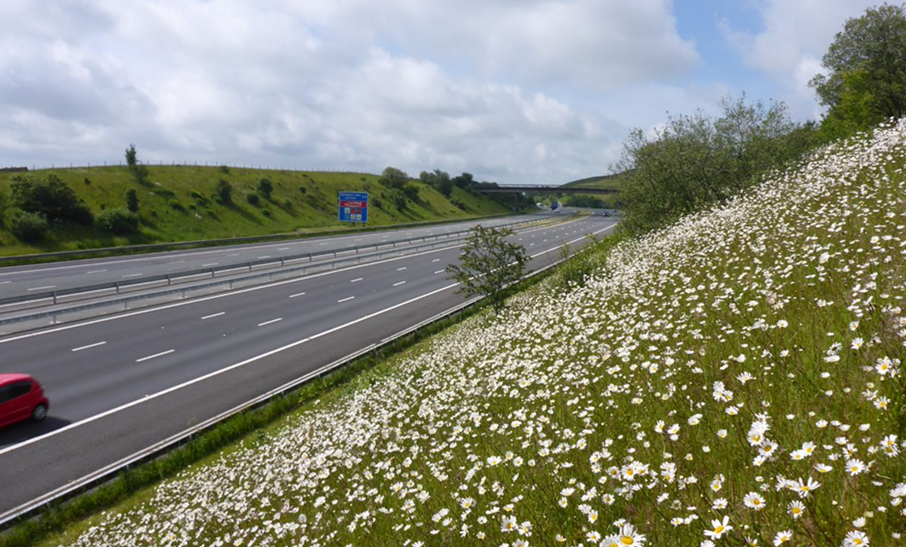 An embankment covered in daisies and wildflowers alongside a 3-lane motorway